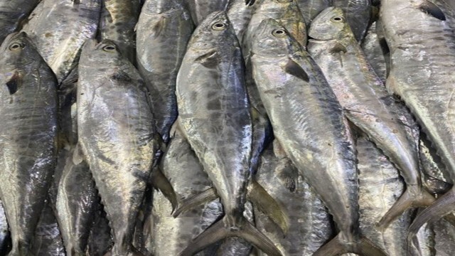 تخلیه ۴۰۰ تن صید ماهیان آب‌های دور در جاسک