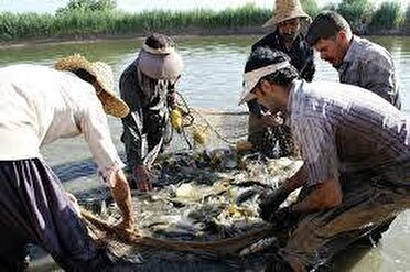 پیش بینی برداشت ۱۸ هزار تن انواع آبزی از منابع آبی آذربایجان غربی