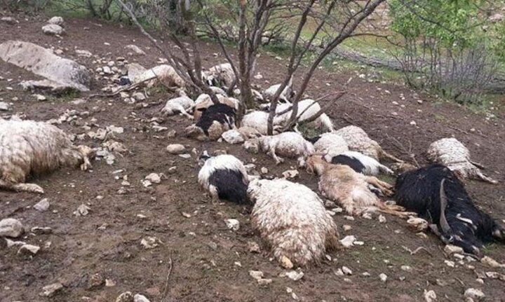 ۷۵ راس دام سبک در جاجرم تلف شد