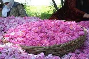 افزایش ۸۸ درصدی تولید گل محمدی در ایران