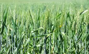 پیش بینی تولید بیش از ۷۵۰ هزار تن گندم در استان کرمانشاه