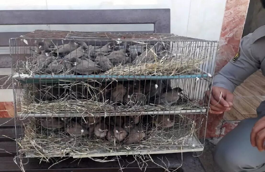 جلوگیری از قاچاق ۱۵۵ پرنده زینتی بومی در خرمشهر
