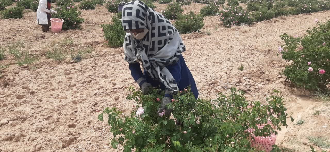 راه اندازی چهارمین واحد فرآوری تولید گلاب در خراسان جنوبی