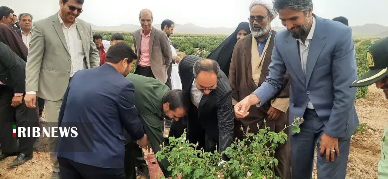 جشن شکرگزاری برداشت گل محمدی در سربیشه خراسان جنوبی