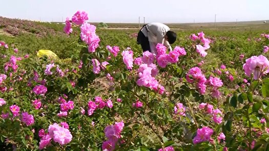 برآورد افزایش ۱۰ هزار تن تولید گل محمدی در سال جاری