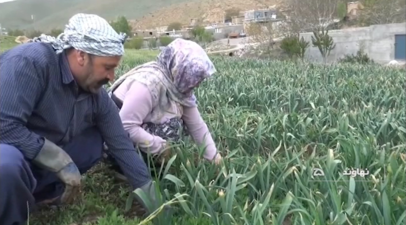 آغاز کشت محصول موسیر در مزارع کشاورزی نهاوند