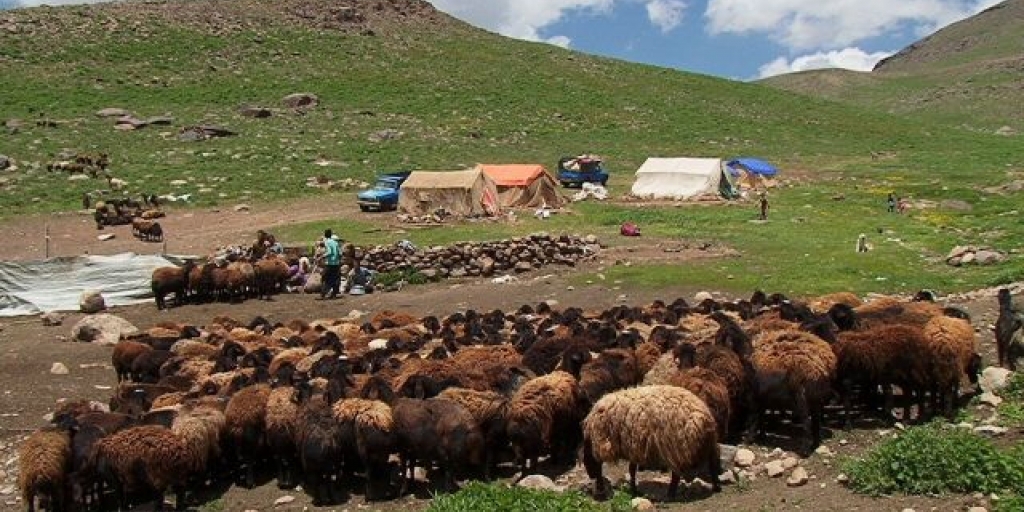 نبود مرتع کافی، دلیل نداشتن پروانه چرا برای نیمی از عشایر