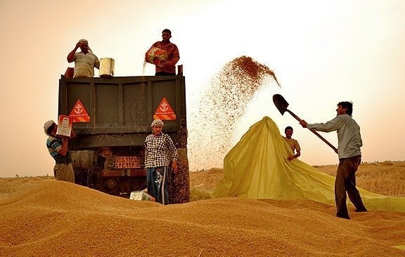 انتقال ۲۰۰ هزار تن گندم از خوزستان به سایر استان‌ها