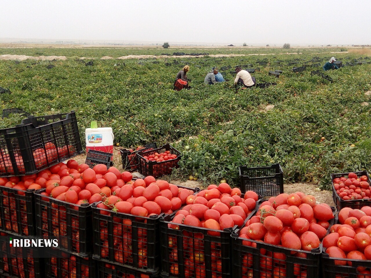 صادرات ۱۴۰ هزار تنی گوجه‌فرنگی از استان بوشهر