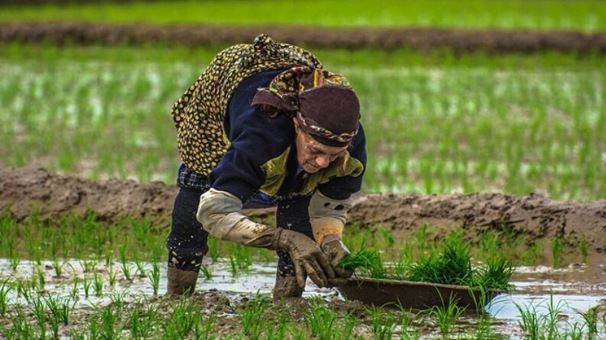 تب شالیزار ، شایع‌ترین بیماری مشترک انسان و حیوان در جهان