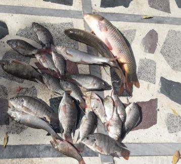 ممنوعیت صید و فروش ماهیان رودخانه ای در دزفول