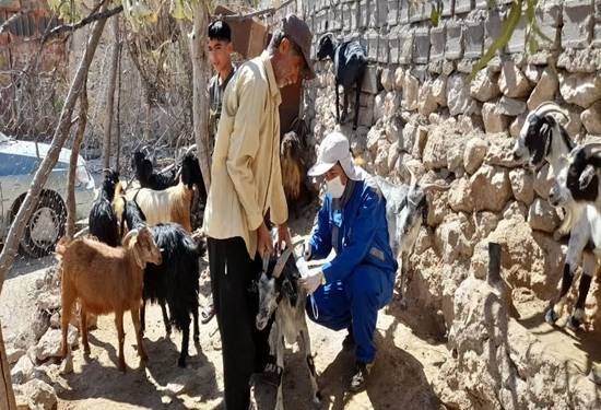 برگزاری اردوی جهادی دامپزشکی در منطقه کمتر برخوردار پاده چرام