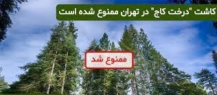 ­کاشت کاج در تهران ممنوع