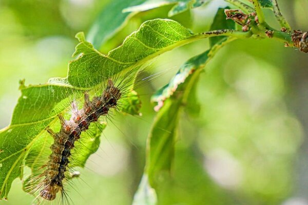 مقابله با آفت جوانه خوار بلوط در جنگل‌های کردستان