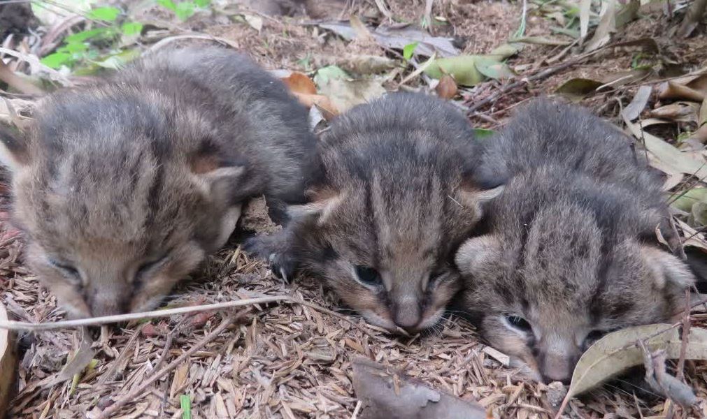 تحویل دادن ۳ بچه گربه جنگلی به محیط بانان گیلان