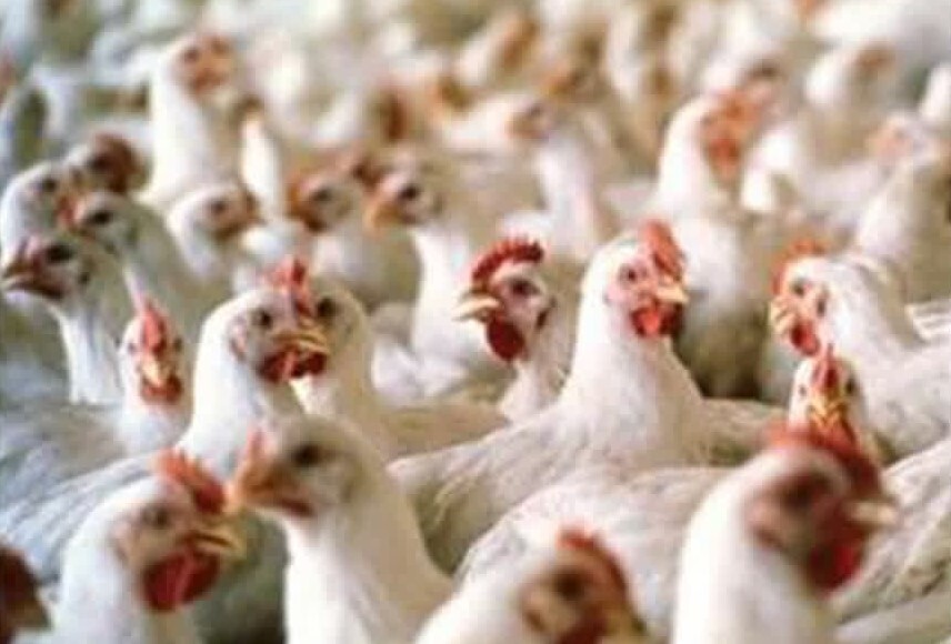 متوقف شدن تریلی با ۲ هزار و ۸۰۰ قطعه مرغ زنده قاچاق در درمیان