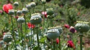 کشف ده هزار بوته گیاه خشخاش در شهرستان ششتمد