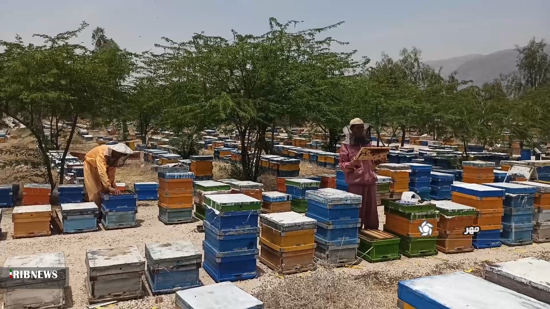 تولید بیش از ۵۰ عسل بهاره در شهرستان مهر