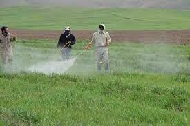 سمپاشی ۳۲۰ هزار هکتار از گندمزارهای آذربایجانغربی علیه آفت سن