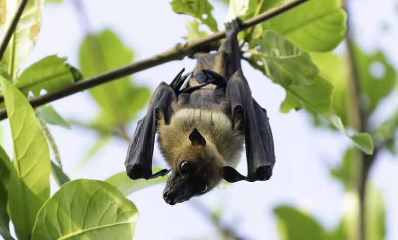 کشف پروتئینی قدرتمند ضد التهاب در بدن خفاش‌ها