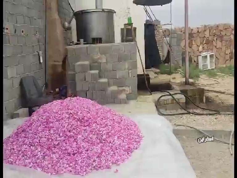 عطر خوش گل محمدی در روستای، ولی آباد اسفراین
