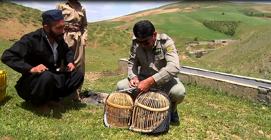 بازگشت ۴۰ بال کبک به دامان طبیعت