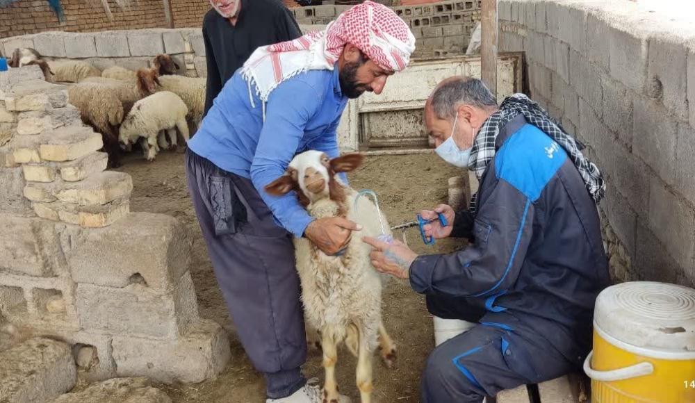 واکسیناسیون دام‌های روستایی مناطق کم برخوردار شوش