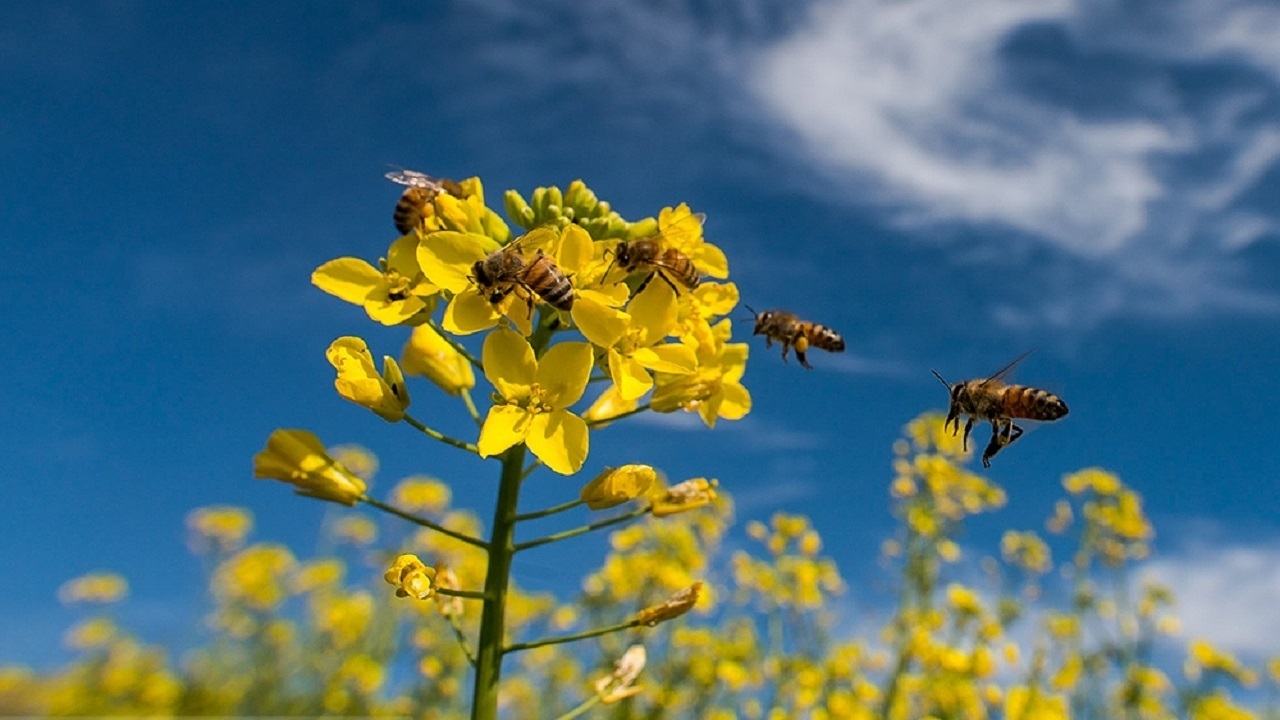 کشاورزان هوای زنبور‌های عسل را داشته باشند