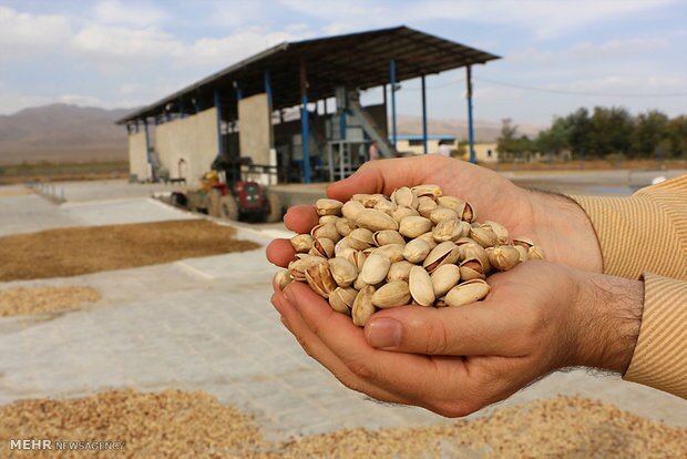 روسیه و امارات بزرگترین خریداران پسته ایران