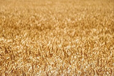 پیش بینی برداشت ۳۶ هزار تن گندم در خرمشهر