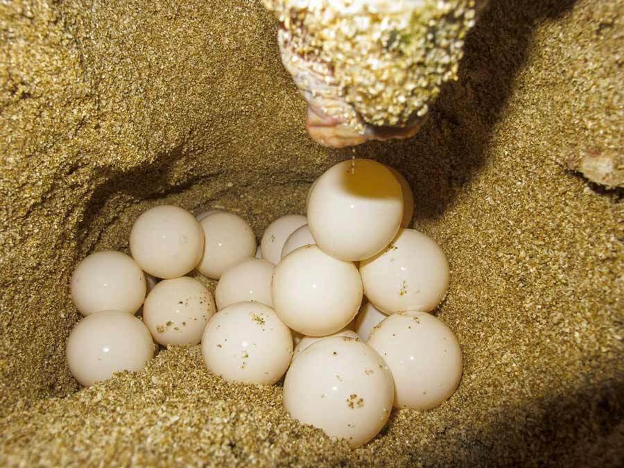 تخم گذاری 74 لاک پشت‌ پوزه عقابی در سواحل قشم
