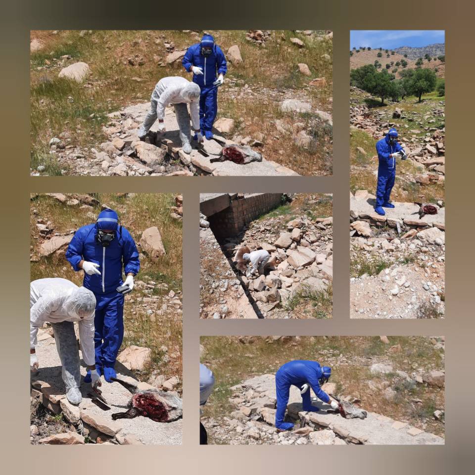 نمونه‌برداری از الاغ مشکوک به هاری در روستای گچی دهستان دشمن زیاری