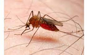 روز جهاني مبارزه با مالاريا