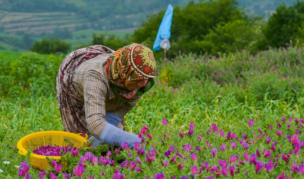 آغاز برداشت گل گاوزبان در نکا