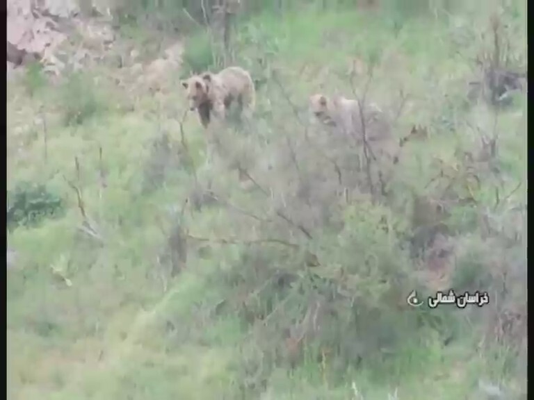 مشاهده شیر خوردن دو توله خرس در پارک ملی گلستان