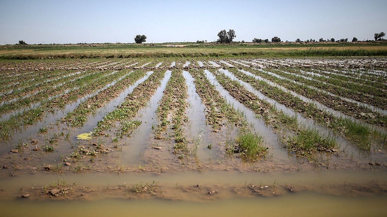 ۲۰ هزار هکتار از اراضی کشاورزی شمال اردبیل خسارت دیدند