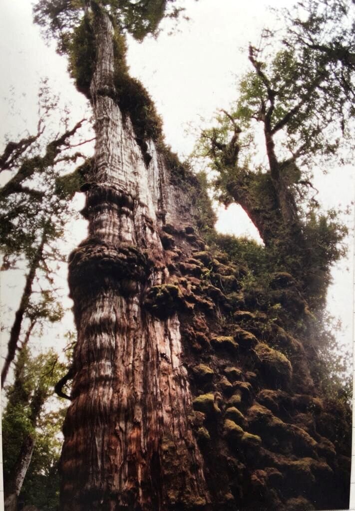 پیرترین درخت دنیا