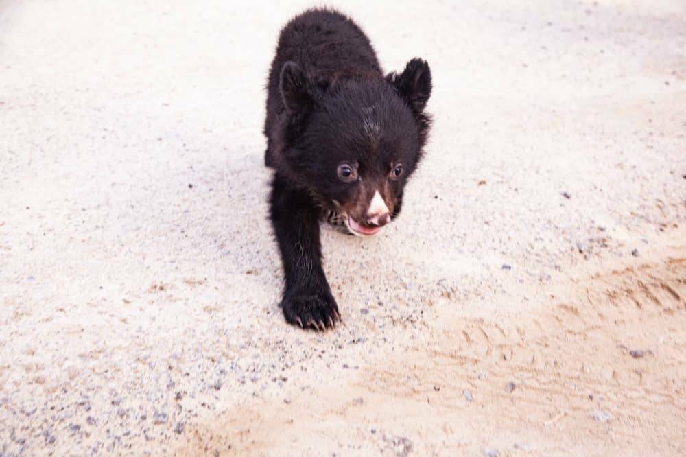 انتقال توله خرس سیاه جدا شده از مادر در رودان به تهران