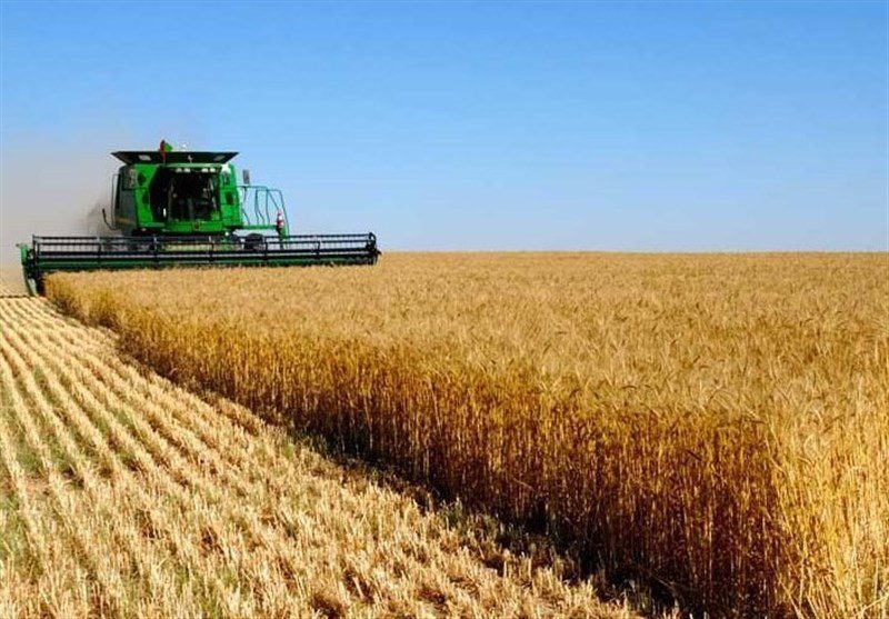 نرخ تضمینی گندم بر اساس سود متعارف کشاورز و نرخ تورم خواهد بود