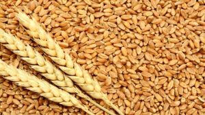 پیش بینی خرید هشت میلیون تن گندم از کشاورزان