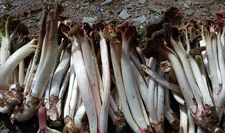 برپایی جشن ریواس در روستای راونج دلیجان