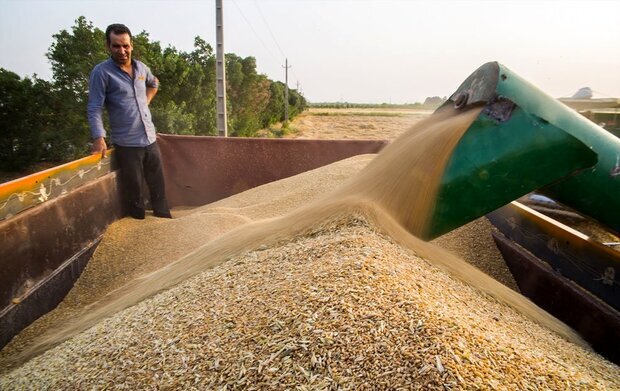 سیلوهای ذخیره گندم آماده خرید محصولات کشاورزان دهلرانی