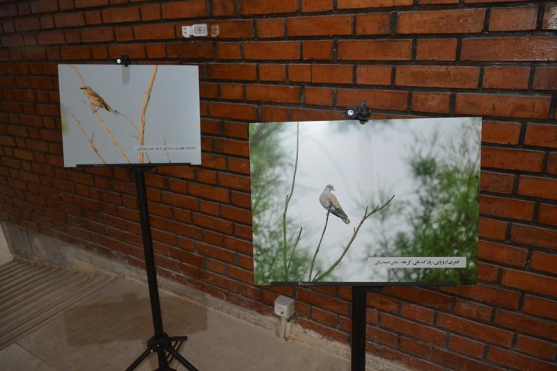 تاکید بر خودداری از شکار پرندگان هفت‌تپه در یک کارگاه پرنده‌نگری