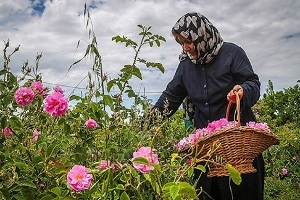 آغاز برداشت گل‌محمدی از ۱۲۸ هکتار باغ در شهرستان ملایر