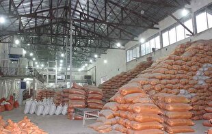 آغاز خرید برنج از برنجکاران شمال