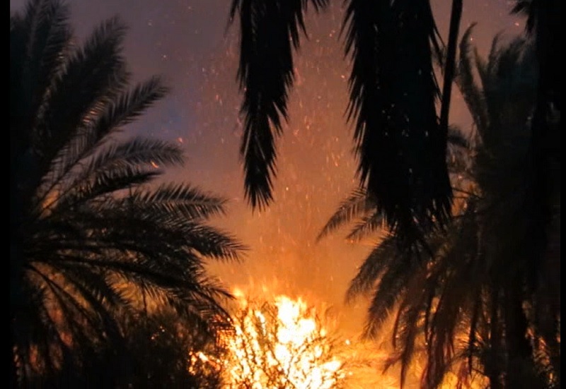 آتش سوزی در نخلستان‌های روستای نیان بخش شمیل