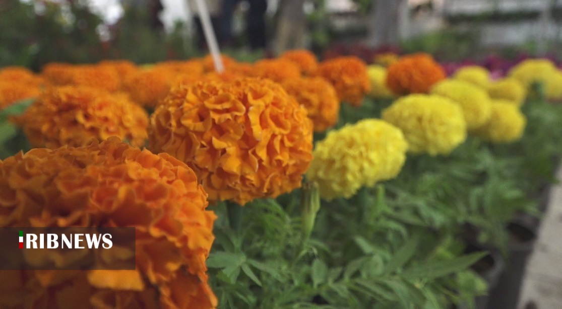 برپایی نمایشگاه ملی گل و گیاه در سنندج
