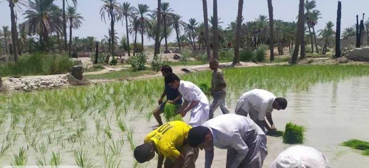 کشت شلتوک در خوزستان با مدیریت منابع آب