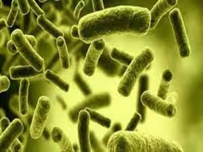 شناسایی نوعی باکتری گوشتخوار کشنده در انگلستان