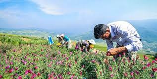 آغاز برداشت گیاهان دارویی در گچساران